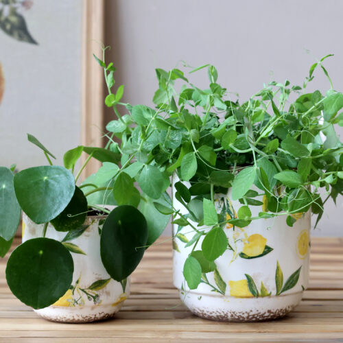 Chic Antique Übertopf "Limone"